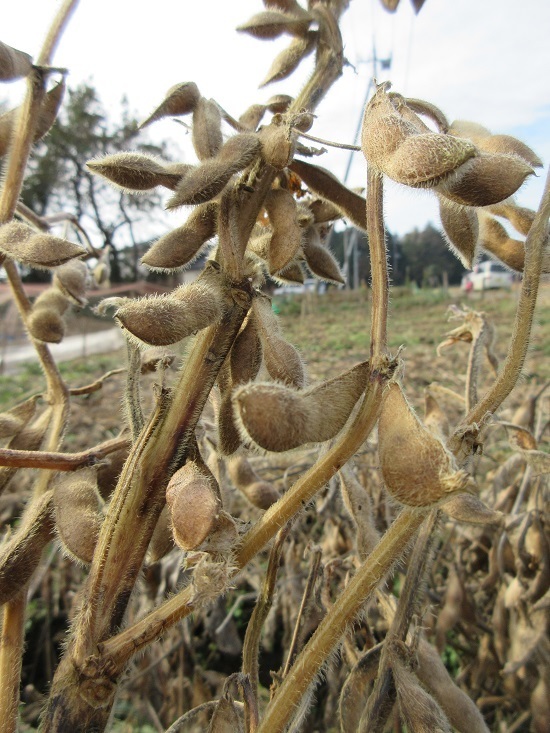 大豆の収穫から脱穀までの様子 森と川 田んぼと畑の こぐま学舎